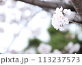 桜満開宣言してすぐの桜のある風景  113237573