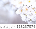 桜満開宣言してすぐの桜のある風景  113237574