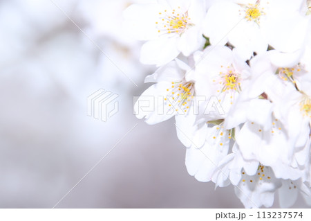 桜満開宣言してすぐの桜のある風景 桜満開宣言してすぐの桜のある風景 113237574