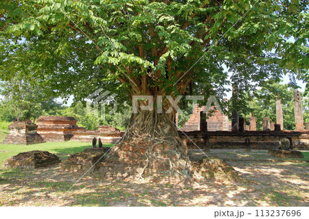 タイ北部の古都スコータイ　世界文化遺産スコータイ歴史公園のワットマンコン寺院　遺跡に絡まる菩提樹 113237696