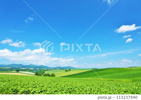 北海道　夏の青空と美瑛の風景 113237840