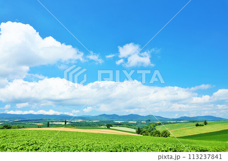 北海道　夏の青空と美瑛の風景 113237841