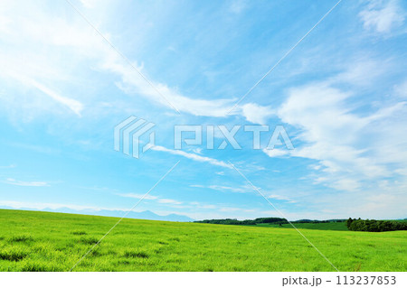 北海道　夏の青空と新緑の草原風景 113237853