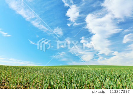 北海道　夏の青空と美瑛の玉ねぎ畑 113237857