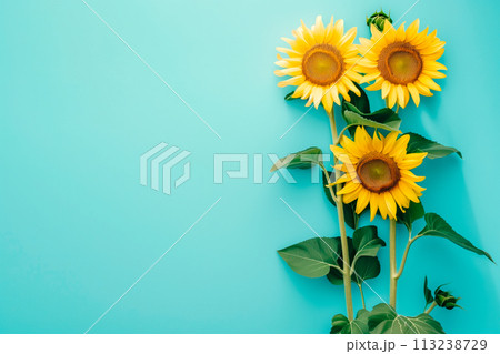 Sunflowers on blue background. Flat lay, top view and summer vibe, border frame with copy space Sunflowers on blue background. Flat lay, top view and summer vibe, border frame with copy space 113238729