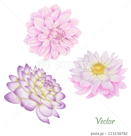 Hand-Drawn Pink Dahlia Blooms - Summer Flower Illustration 113238782