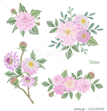 Hand-Drawn Pink Dahlia Blooms - Summer Flower Illustration 113238787