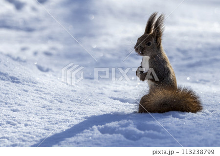 北海道三大かわいい動物とも呼ばれるエゾリス 113238799