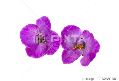 lobularia flowers isolated lobularia flowers isolated 113239130