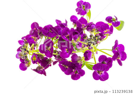 lobularia flowers isolated lobularia flowers isolated 113239138