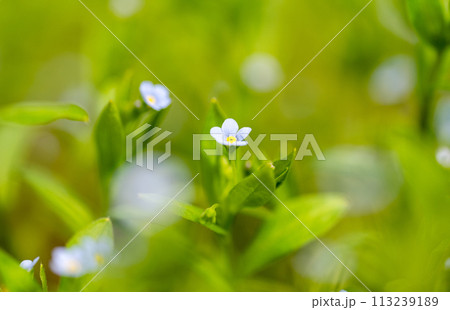 forget-me-not meadow close-up forget-me-not meadow close-up 113239189