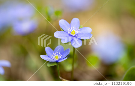 liverwort flowers 113239190