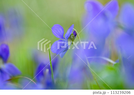 beautiful violet flowers closeup beautiful violet flowers closeup 113239206