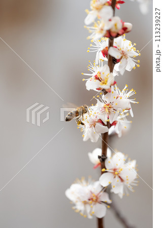 blossoming tree branches 113239227
