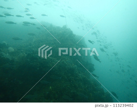 青い海を泳ぐイサキという魚の群れ 青い海を泳ぐイサキという魚の群れ 113239402