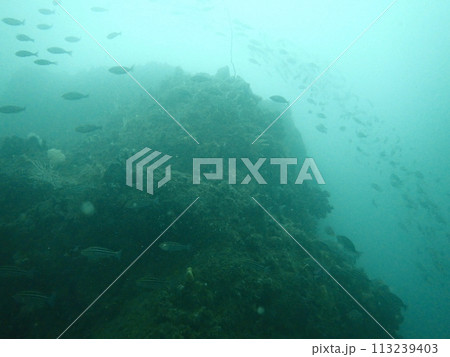 青い海を泳ぐイサキという魚の群れ 青い海を泳ぐイサキという魚の群れ 113239403