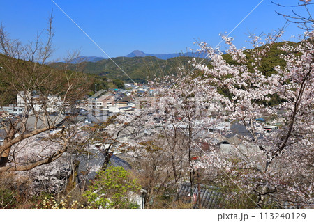 【高知県】快晴の牧野公園の満開の桜 113240129