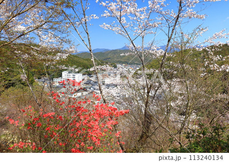 【高知県】快晴の牧野公園の満開の桜 【高知県】快晴の牧野公園の満開の桜 113240134