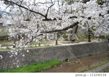 夙川公園・苦楽園の桜・兵庫県西宮市 夙川公園・苦楽園の桜・兵庫県西宮市 113240138