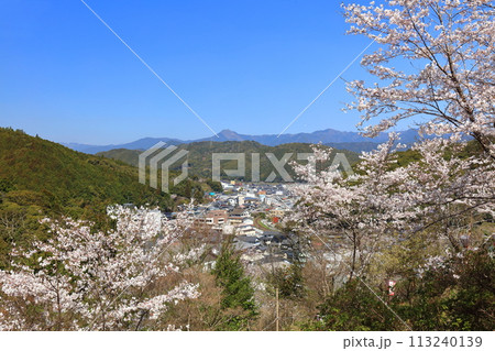 【高知県】快晴の牧野公園の満開の桜 113240139