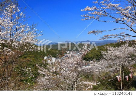 【高知県】快晴の牧野公園の満開の桜 113240145