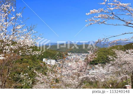 【高知県】快晴の牧野公園の満開の桜 113240148