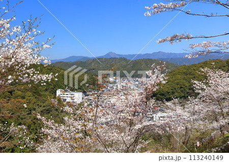 【高知県】快晴の牧野公園の満開の桜 113240149