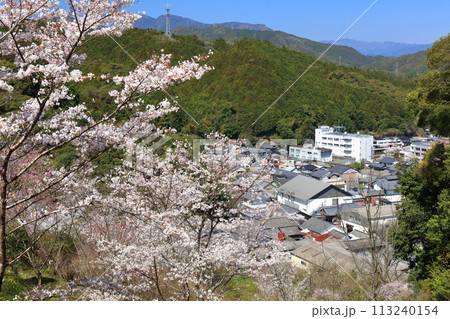 【高知県】快晴の牧野公園の満開の桜 【高知県】快晴の牧野公園の満開の桜 113240154