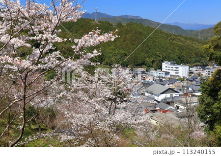 【高知県】快晴の牧野公園の満開の桜 113240155
