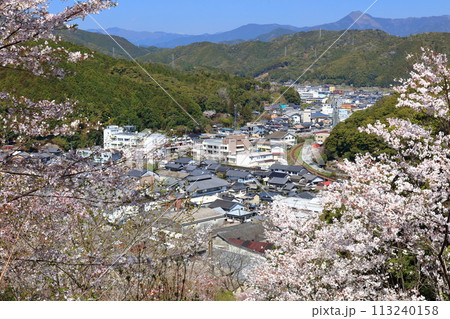 【高知県】快晴の牧野公園の満開の桜 113240158