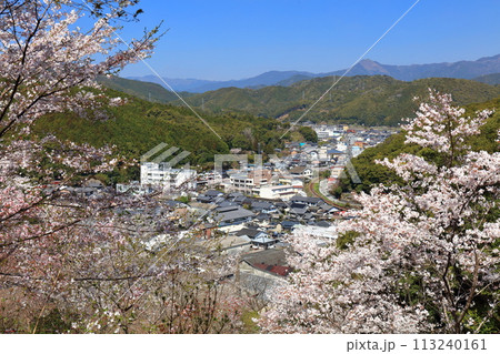 【高知県】快晴の牧野公園の満開の桜 113240161