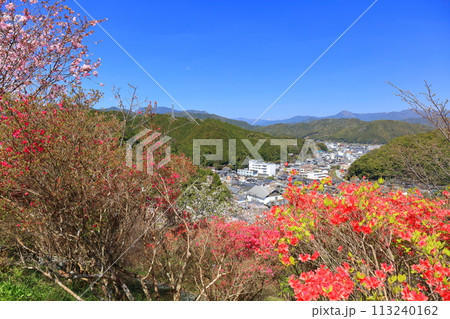 【高知県】快晴の牧野公園の満開の桜 113240162