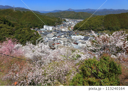 【高知県】快晴の牧野公園の満開の桜（物見岩） 113240164