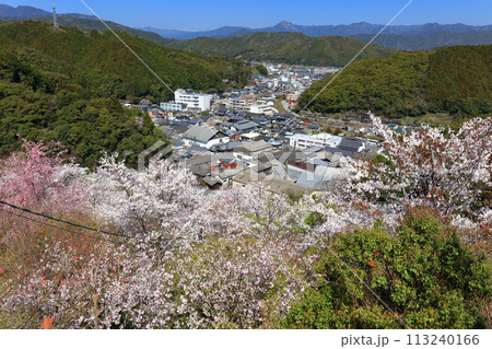 【高知県】快晴の牧野公園の満開の桜（物見岩） 113240166