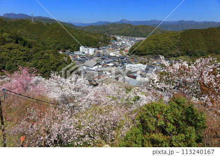 【高知県】快晴の牧野公園の満開の桜（物見岩） 113240167