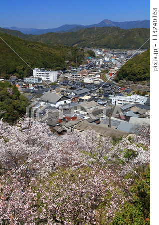 【高知県】快晴の牧野公園の満開の桜(物見岩) 【高知県】快晴の牧野公園の満開の桜(物見岩) 113240168