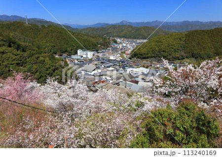 【高知県】快晴の牧野公園の満開の桜（物見岩） 113240169