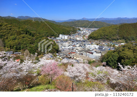 【高知県】快晴の牧野公園の満開の桜（物見岩） 113240172