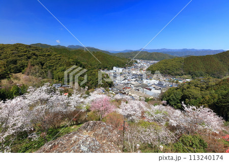 【高知県】快晴の牧野公園の満開の桜(物見岩) 【高知県】快晴の牧野公園の満開の桜(物見岩) 113240174