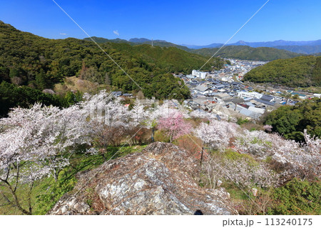 【高知県】快晴の牧野公園の満開の桜(物見岩) 【高知県】快晴の牧野公園の満開の桜(物見岩) 113240175