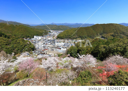 【高知県】快晴の牧野公園の満開の桜(物見岩) 【高知県】快晴の牧野公園の満開の桜(物見岩) 113240177