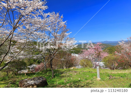 【高知県】快晴の牧野公園の満開の桜 113240180