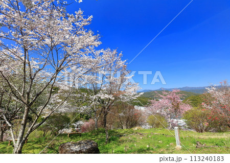 【高知県】快晴の牧野公園の満開の桜 113240183