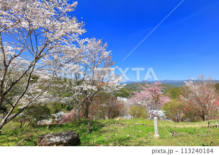 【高知県】快晴の牧野公園の満開の桜 113240184