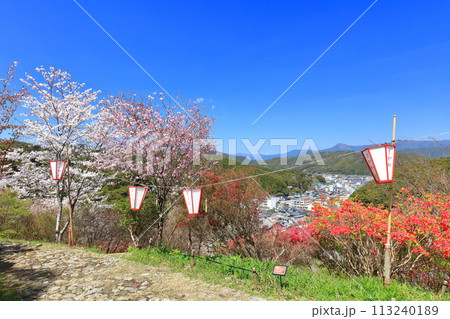 【高知県】快晴の牧野公園の満開の桜 113240189