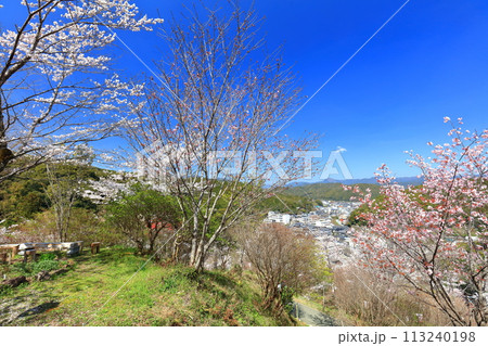 【高知県】快晴の牧野公園の満開の桜 113240198