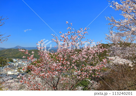 【高知県】快晴の牧野公園の満開の桜 【高知県】快晴の牧野公園の満開の桜 113240201