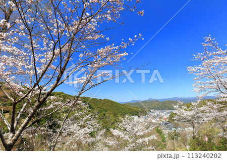 【高知県】快晴の牧野公園の満開の桜 【高知県】快晴の牧野公園の満開の桜 113240202