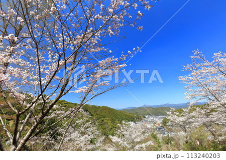 【高知県】快晴の牧野公園の満開の桜 113240203