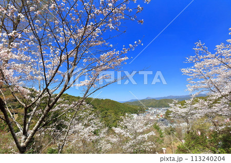 【高知県】快晴の牧野公園の満開の桜 113240204